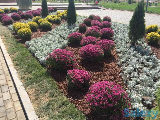 Озеленение благоустройство участка, фотография 2