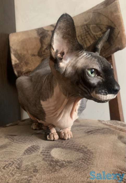 Продам кошку канадский сфинкс, фотография 2