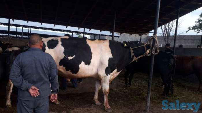 Самый крупный бык в Казахстане, фотография 1