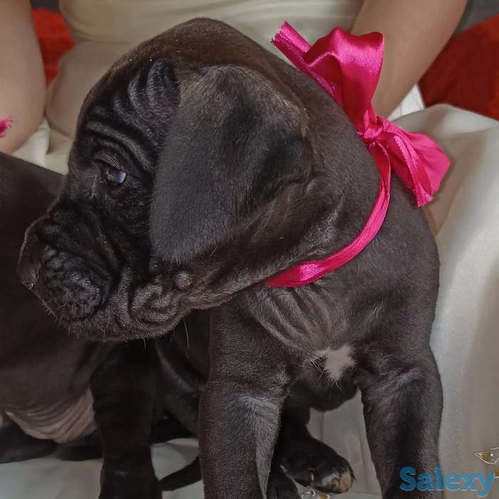 Продам щенков немецкого дога, фотография 1