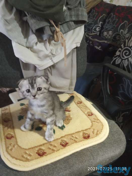 Продам вислоухих котят, фотография 3