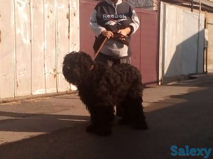 Щенки Черного Русского Терьера, фотография 2