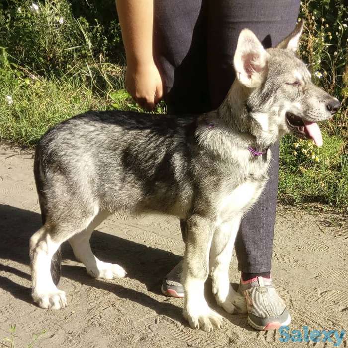 Щенки собаки Сарлоса (Saarloos Wolfdogs), фотография 2
