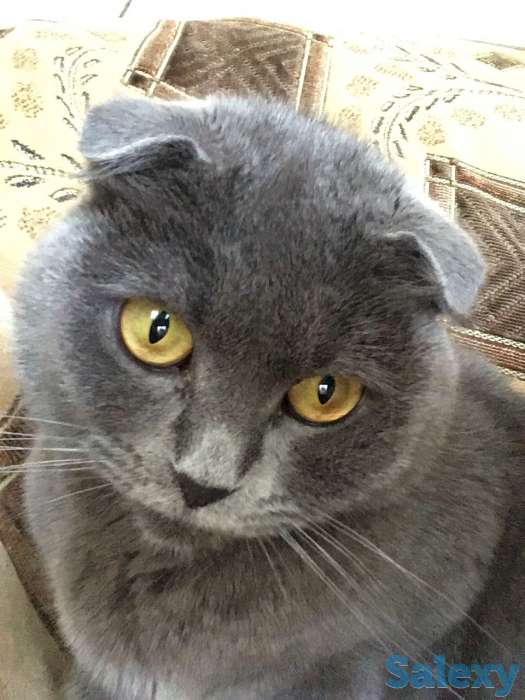 Отдам породистую кошку в хорошие руки, фотография 1