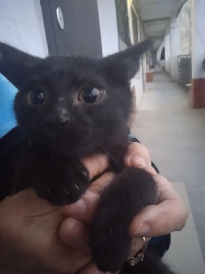 Отдам в добрые руки котика маленького,очень игривый и ласквый ,возраст 3 месяца, фотография 4