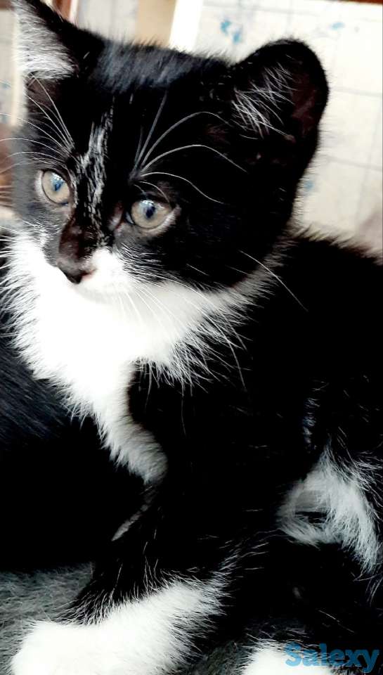 Отдам котенка в хорошие руки, фотография 1