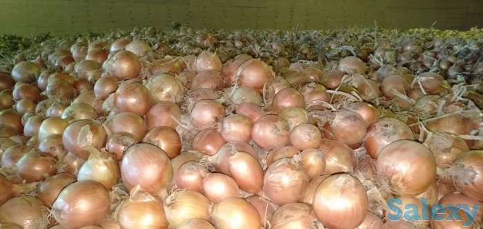 Продажа репчатого лука в больших объемах, урожай 2019 года, сортов «бурса- F1» и «братко F1», фотография 4