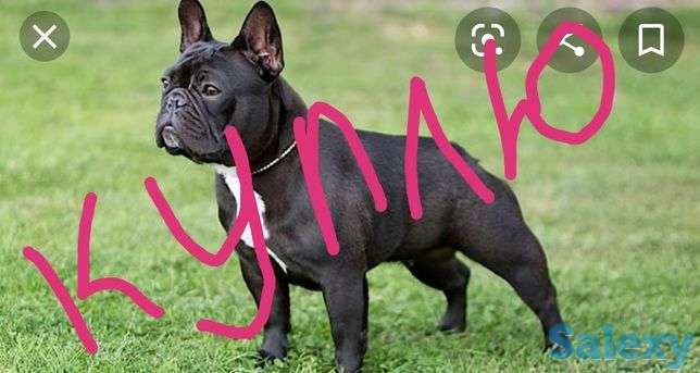 Французский бульдог, фотография 1