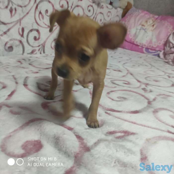 Продам Тойчиков, фотография 5