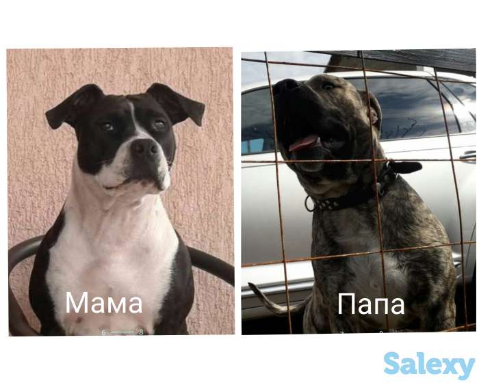 Стаффодширский терьер, фотография 2