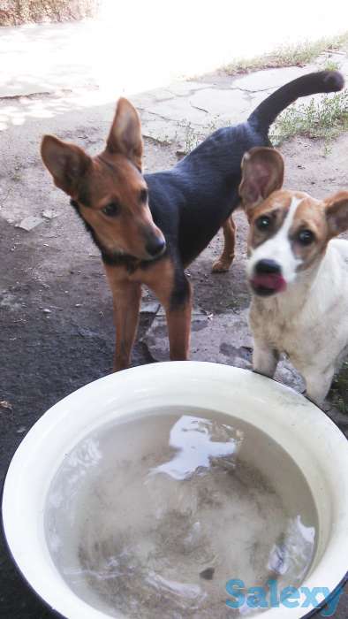 Отдам собаку в хорошие руки!, фотография 2