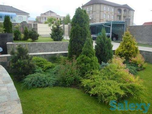 Озеленение благоустройство участка, фотография 6