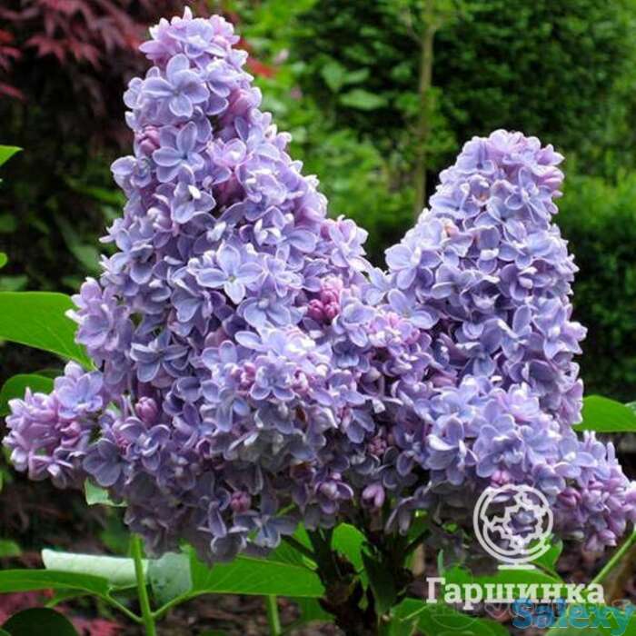 Сирень карпе дием, фотография 1