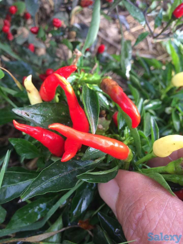 Рассада перца, фотография 3