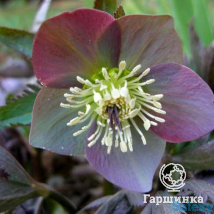 Морозник краснеющий, фотография 1