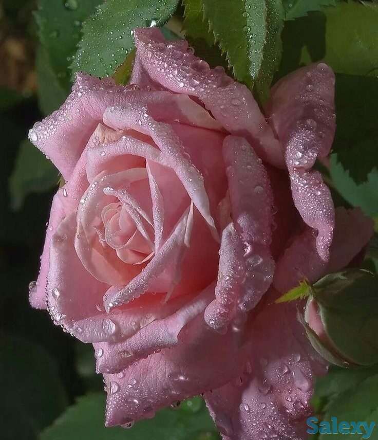 Саженцы роз (чайно - гибридные), среднерослые. Сербия, фотография 3