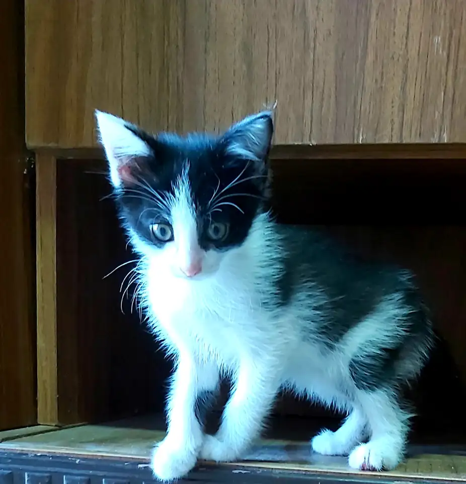 Отдам мальчика в самые надёжные руки, фотография 2