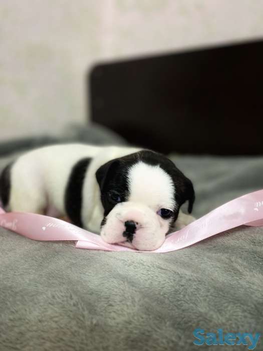 Щенята Французского бульдога, фотография 2