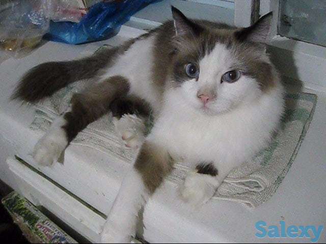 Кот породы Рэгдоллы, фотография 8
