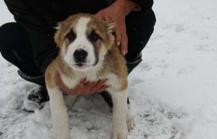 Элитные щенки алабая (тобеты) с родословной, фотография 2