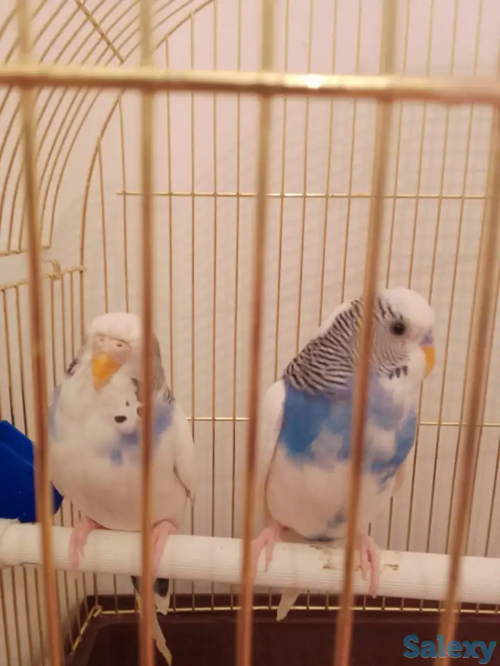 Продам попугайчиков волнистых пару можно раздельно с клетками и аксессуарами, фотография 2
