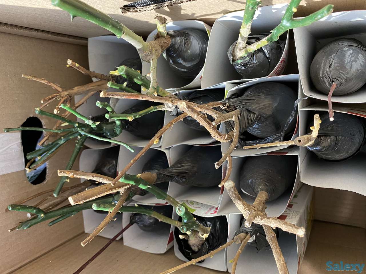 Саженцы, фотография 1