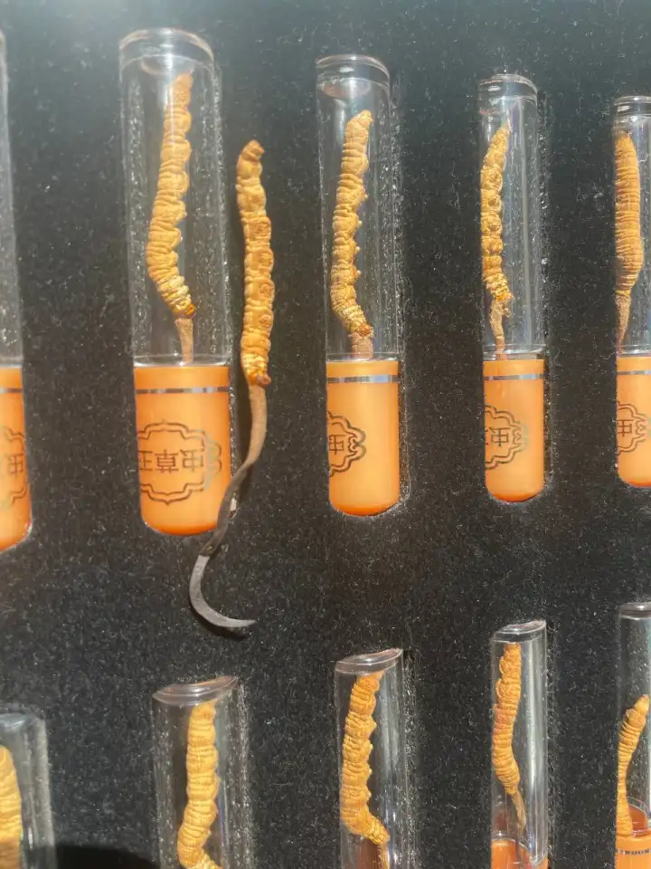 Кордицепс Синенсис 10гр, фотография 6