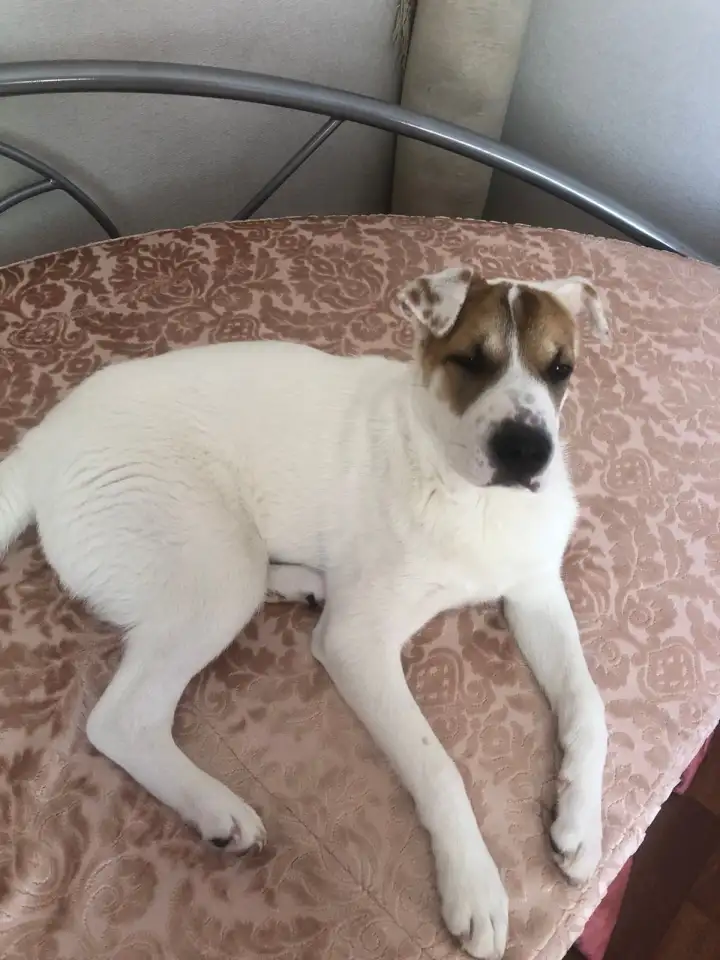 Потерялась собака!, фотография 1