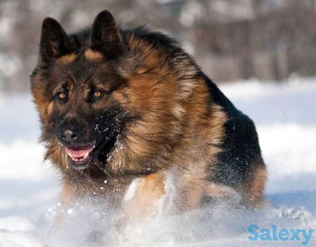 Индивидуальные занятия по дрессировке служебных собак., фотография 1