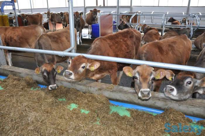 Теплицы на любой вкус, фотография 11