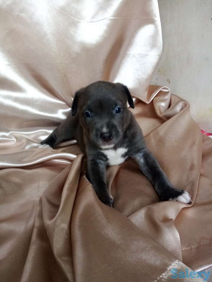 Открыт резерв щенков американского питбуль терьера, фотография 1