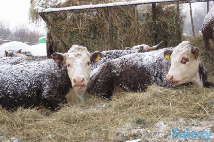 Бычки бычок телята теленок абузау крс голштин сементал герефорд белоголовые лимузин колмыки ангус голштин, фотография 1