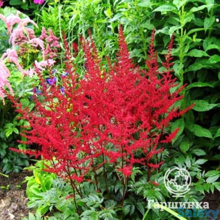 Астильба Августлехтен арендса, фотография 1