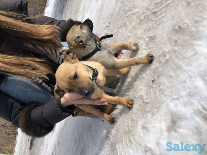 Отдаем щенят в самые лучшие руки, фотография 3