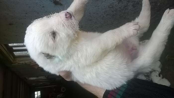 Чистокровный Алабаичики красивые и ухоженные, фотография 2