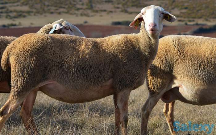 Племенные овцы Лакон (скот из Европы класса Элита и Элита Рекорд), фотография 3