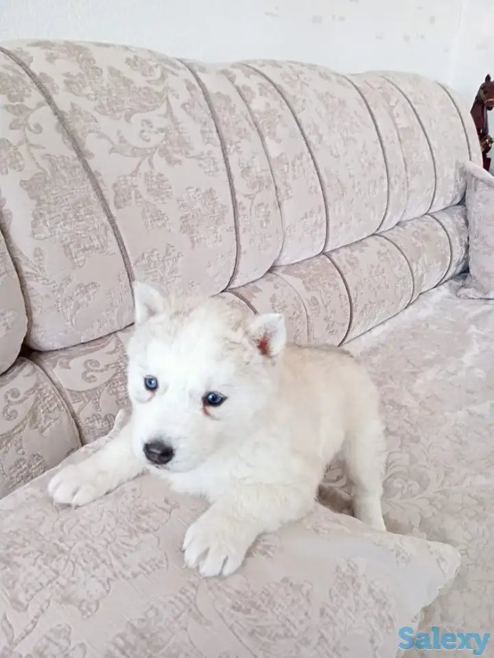 Продается щенок сибирской хаски (девочка) голубоглазая, окрас- соболинный, фотография 1