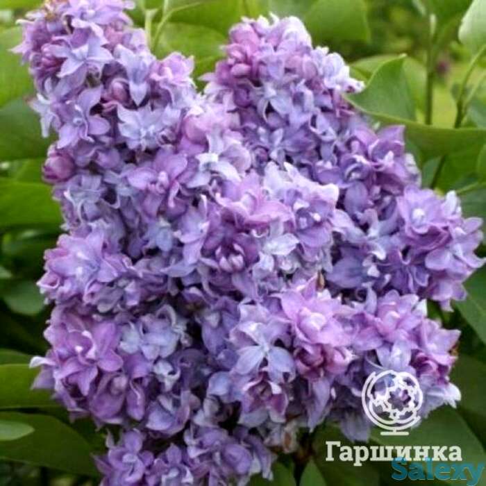 Сирень небо москвы, фотография 1