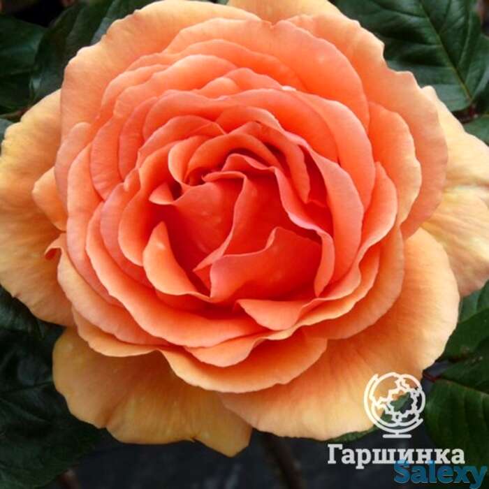 Роза ашрам чайно-гибридная, топалович, фотография 1