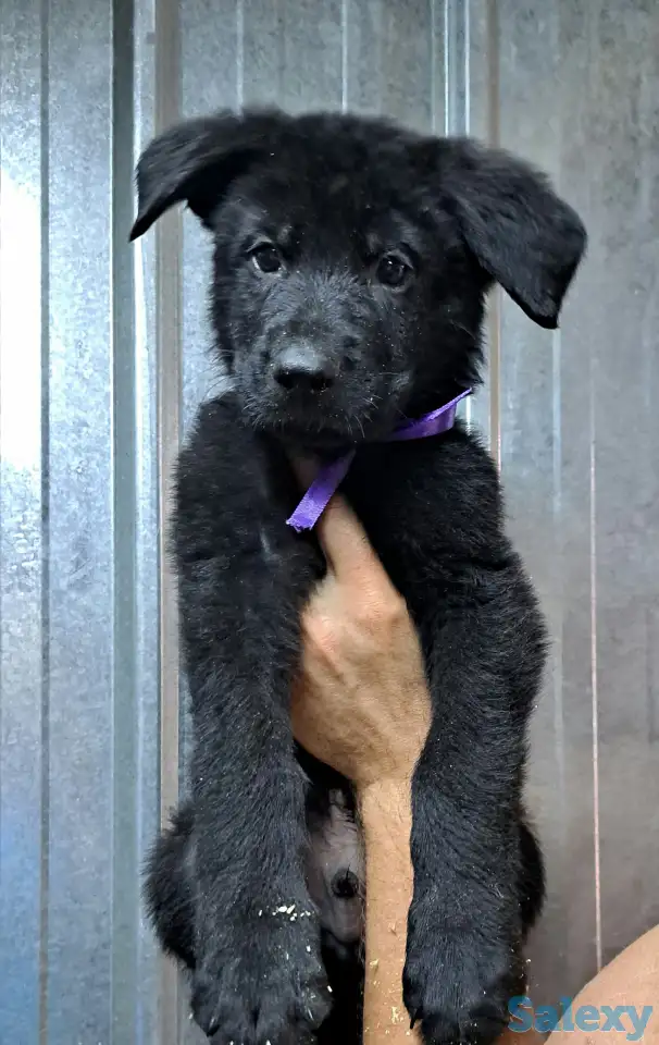 Щенки немецкой овчарки с шикарной родословной, фотография 2