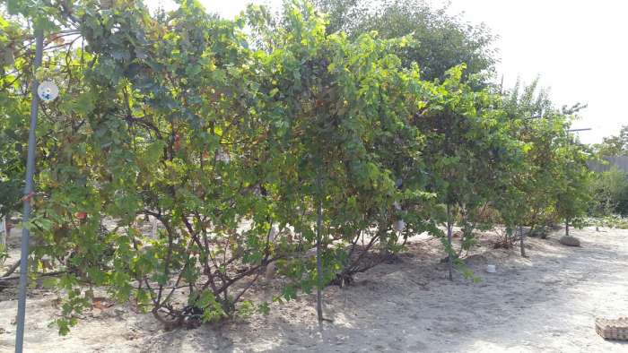 Срочно продаю частный дом!, К. Айтымбетова 5, фотография 3