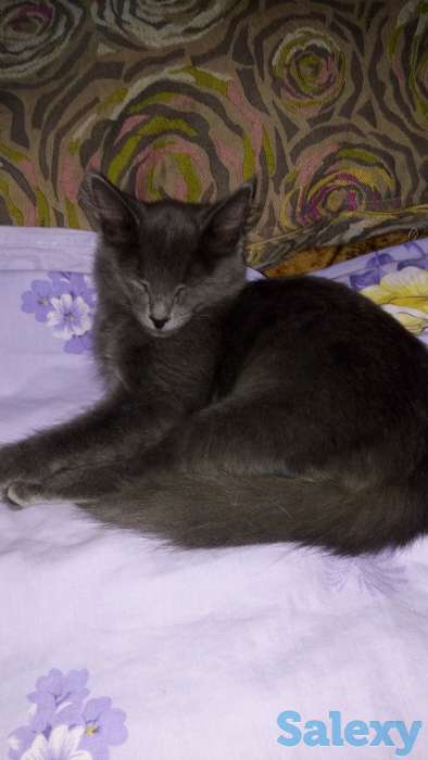 Отдам в теплые добрые руки котёнка, мальчик месяца полтора. Дымчатый окрас. Лоток знает., фотография 1