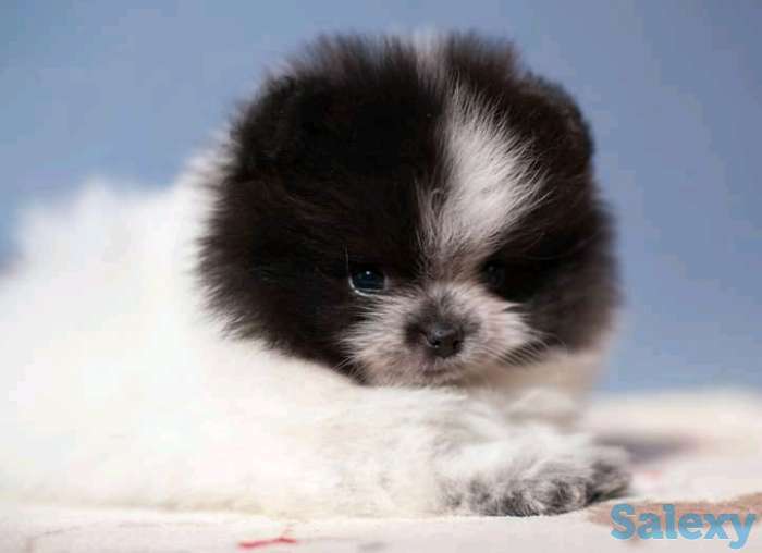 Померанский шпиц белого, патиколорного, мерле окрасов, фотография 1