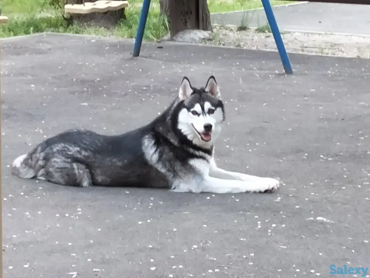 Хаски щенки продам, фотография 5