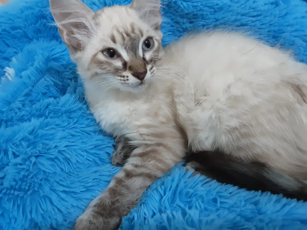 Отдам в хорошие руки кошечку 3 месяца, фотография 1