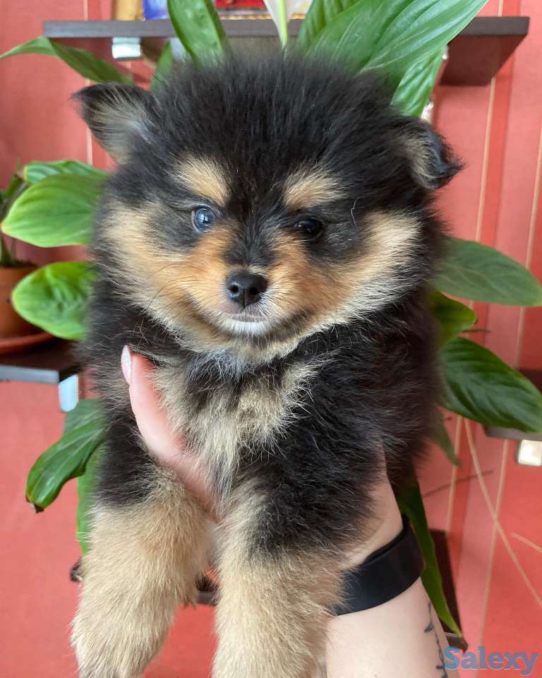 Шпицы. Радость в дом!, фотография 1