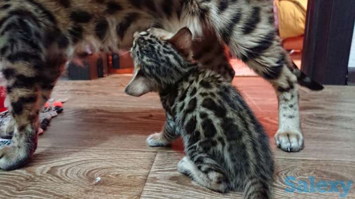 Продам котят. Порода Бенгал, фотография 4