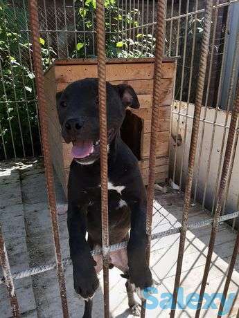 Продам 11 мсц питбуля, фотография 1