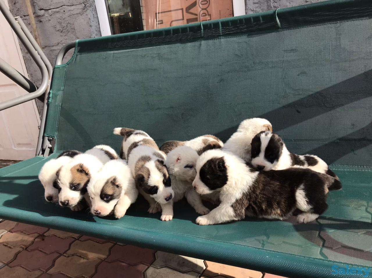 Продам щенков Алабай, фотография 2