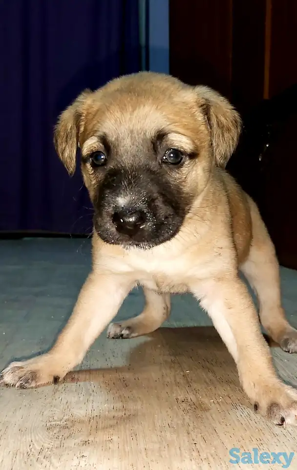 Подарю милых щенков, фотография 3